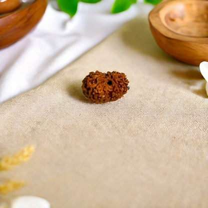 Natural 14 Mukhi Rudraksha (Indo)