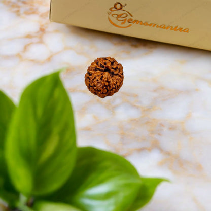 Natural 12 Mukhi Rudraksha (Indo)