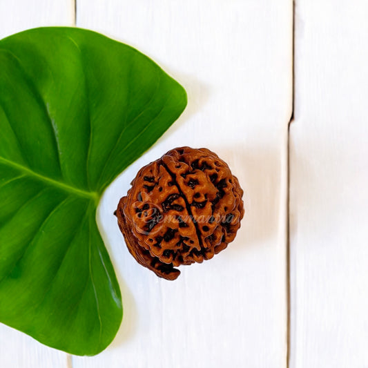 Natural Ganesha Rudraksha