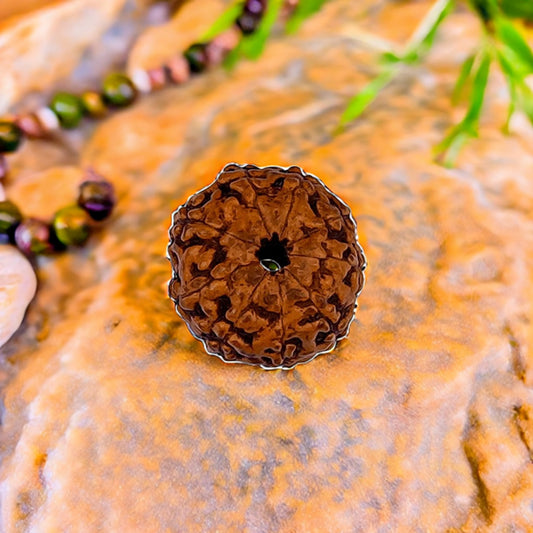 Natural 9 Mukhi Rudraksha (Indo)