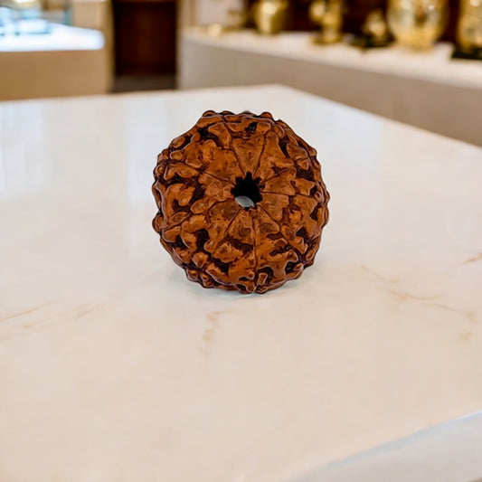 Natural 9 Mukhi Rudraksha (Indo)