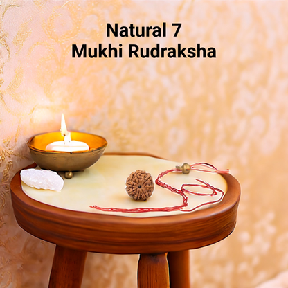 Natural 7 Mukhi Rudraksha (Nepali)